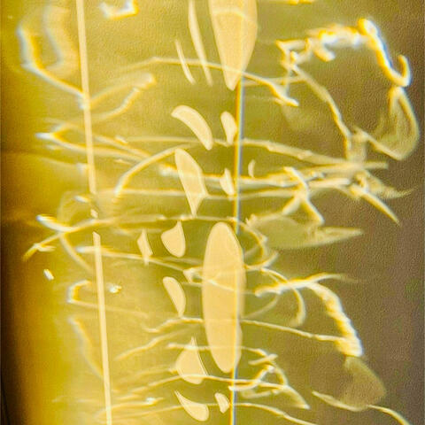 SunLight on the Wall