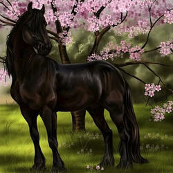 Black Horse And The Cherry Tree
