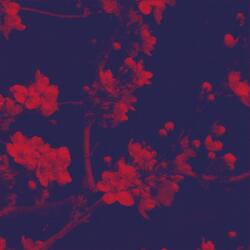 PETALS