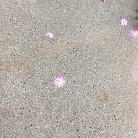 FLOWER DUNGEON