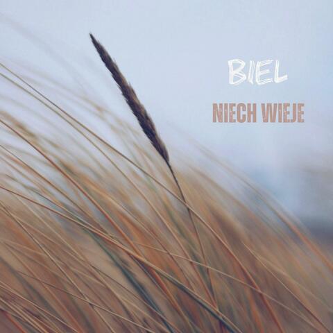 Niech wieje