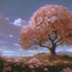 Bloom