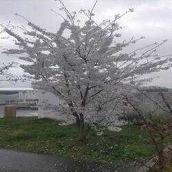 ⁎⚈᷀᷁ᴗ⚈᷀᷁⁎