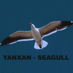 SEAGULL / თოლია