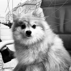 Ein süsser Hund