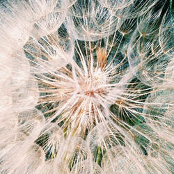 III (ripple) (feat. Philip Anderson)