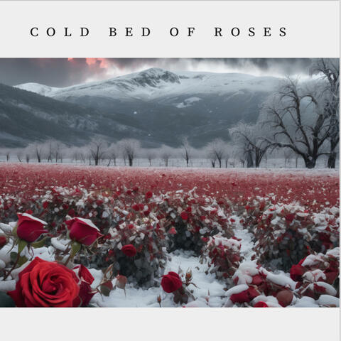 Cold Bed Of Roses