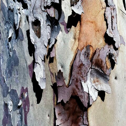Eucalyptus pachycalyx (feat. Dick.Chainey)