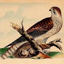Hawk in the Nest