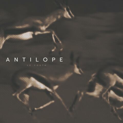 Antilope