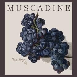 Muscadine