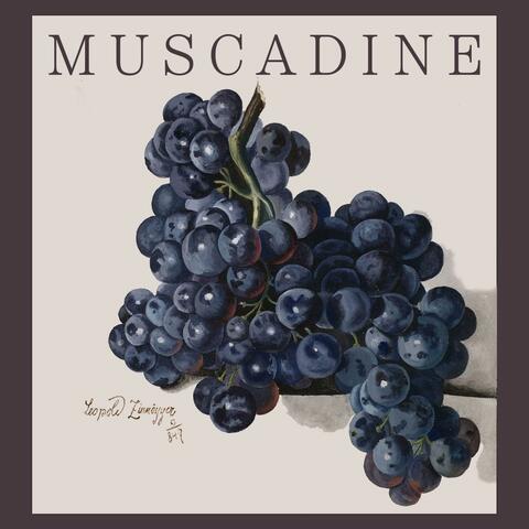 Muscadine