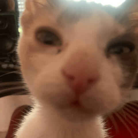 Binoo