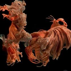 STRONGEST SOLDIER IN THE RAIN