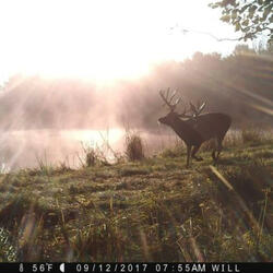 fireflies (feat. peqc)