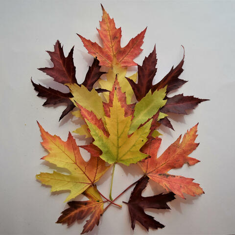 Winter's Fall