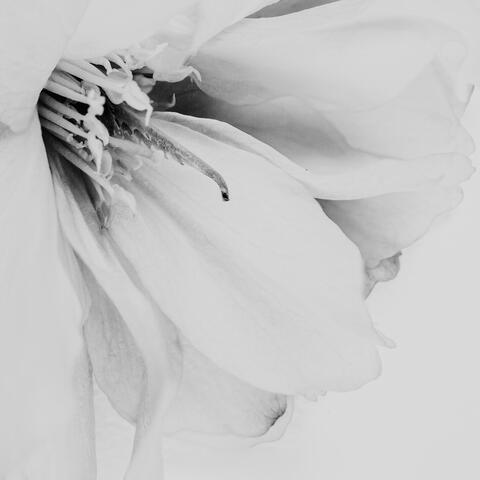 Blight