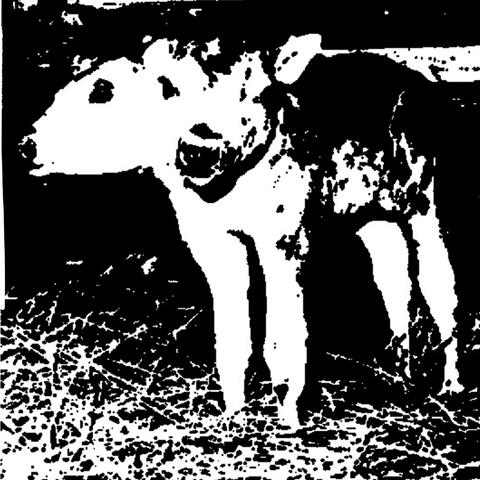 Calf
