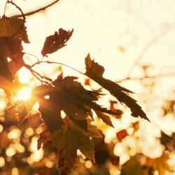Time Machine (Autumn)