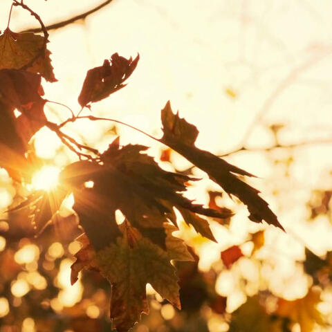 Time Machine (Autumn)