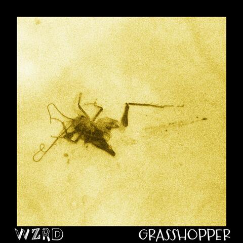 Grasshopper