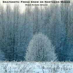 Snapshots: Fresh Snow on Northern Woods
