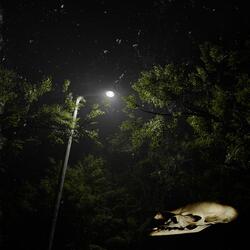 I Enjoyed the Night Out, but I Dream of the Walk Home