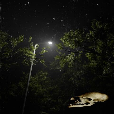 I Enjoyed the Night Out, but I Dream of the Walk Home