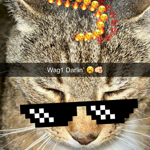 BRIAN (is a cat) FREESTYLE