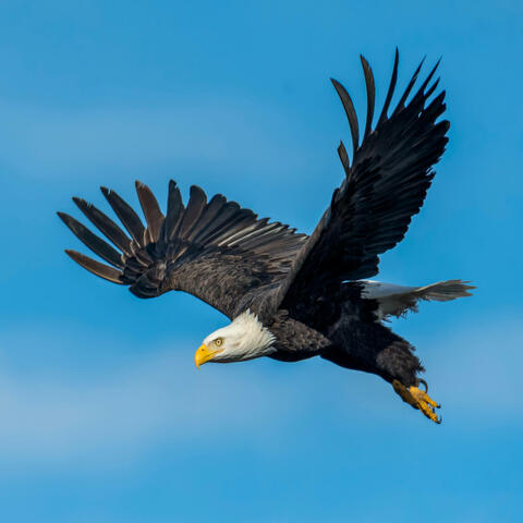 The Eagle (Free to Fly) (feat. Joel Brandon)