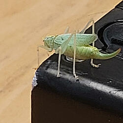 Little Green Bug