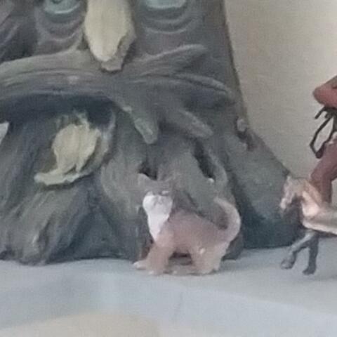 Inside Cat