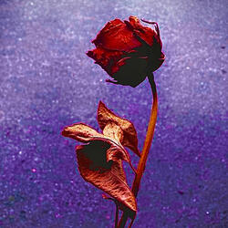 Free As A Flower (feat. SunFlower)