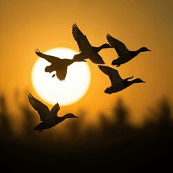 Flock Talk