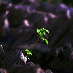 Set Apart (Simple Piano Version)