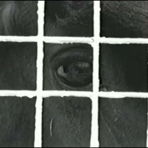 horse, the girl