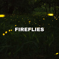 Fireflies