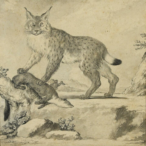 Lynx