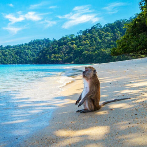 The Hawaiian Monkey (Deluxe)