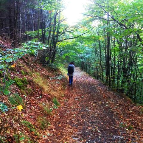 Autumn Walk (Sounds)