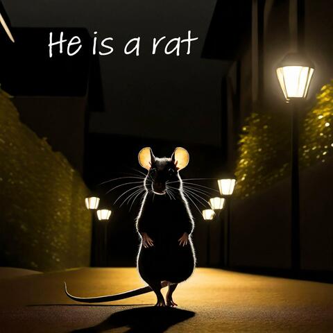 Rat