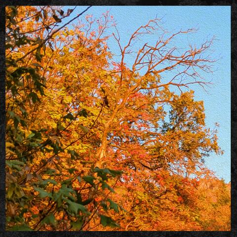 Autumn Trees