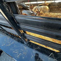 Get it sexy (feat. Luh ton, 1gsmoon & Li bray)