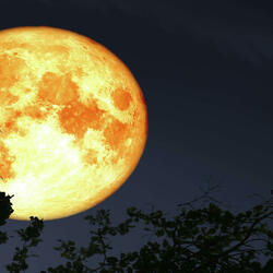 Harvest moon