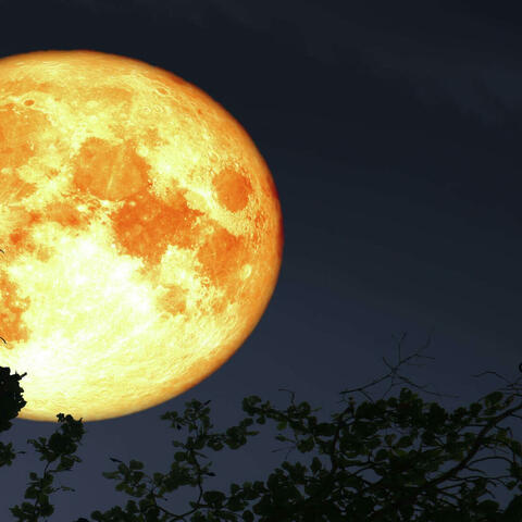 Harvest moon