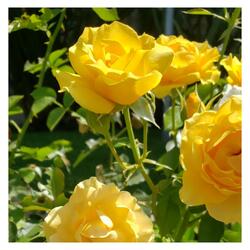 Freedom (Morning Flowers)