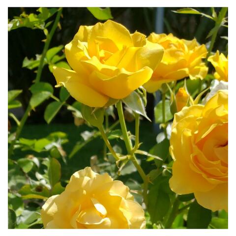 Freedom (Morning Flowers)