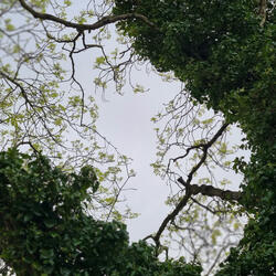 Rare (feat. Welovesebi)