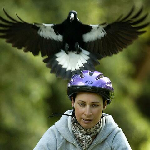 Magpie