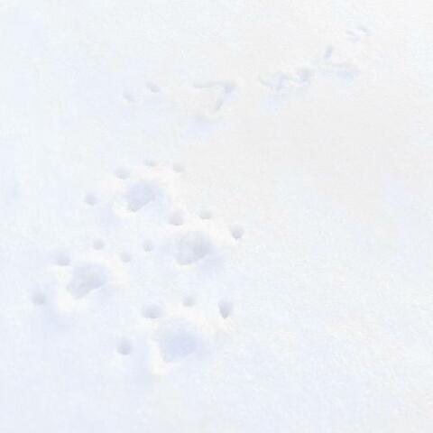 Snow ♡ Library